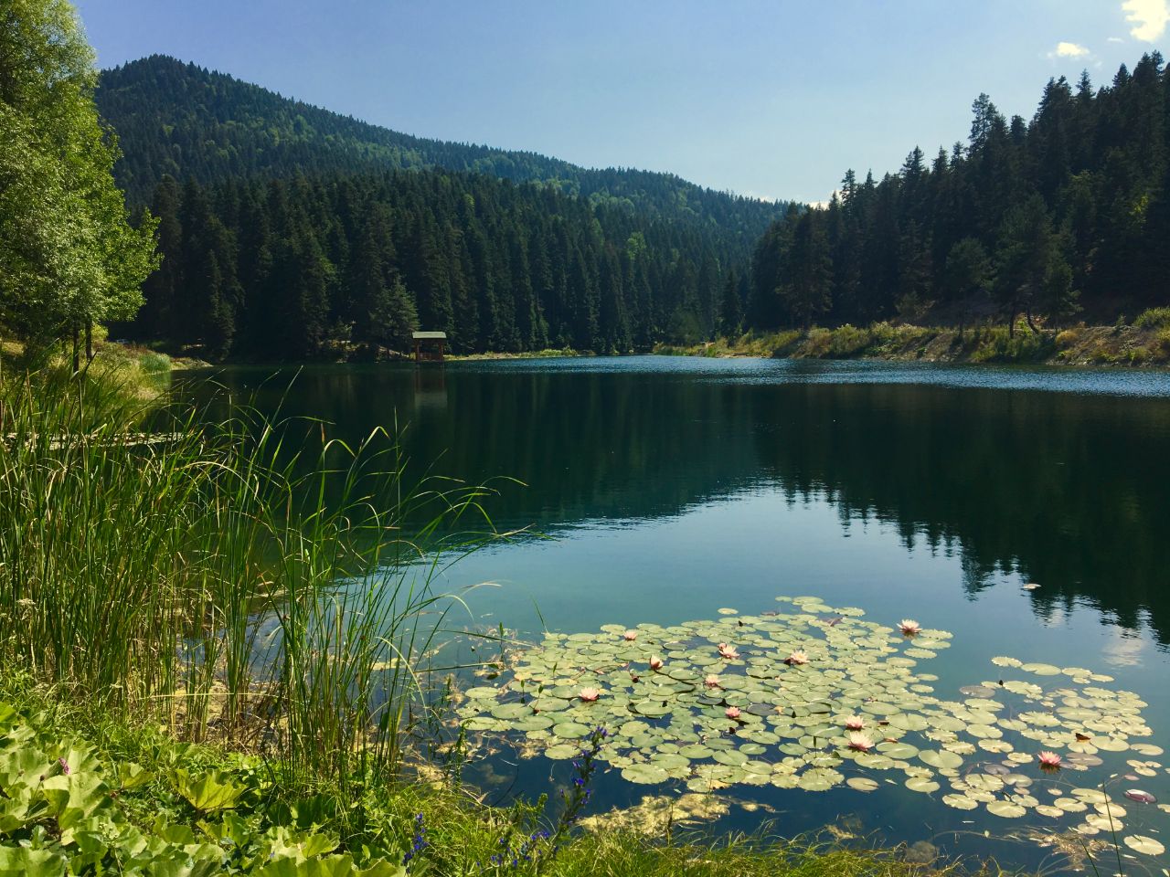 Ayancık Akgöl Yaylası - fotoğraf 7