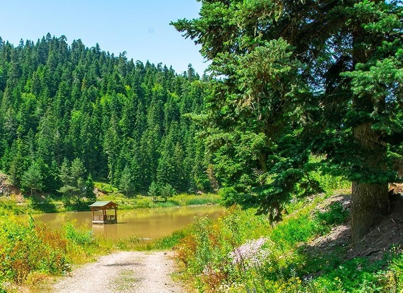 Ayancık Akgöl Yaylası - fotoğraf 10