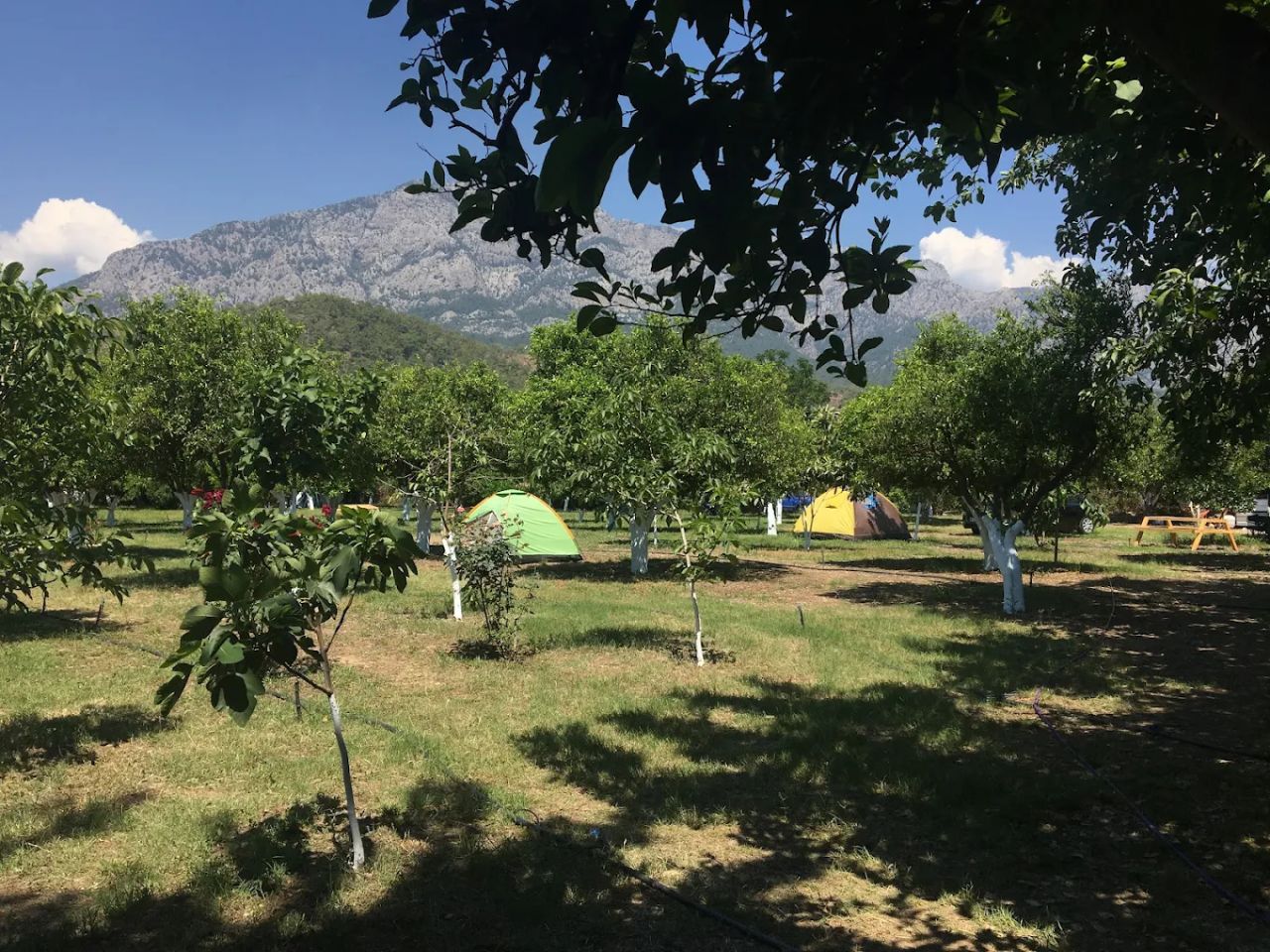 Çekirdeksiz Mandalin Camping - fotoğraf 2