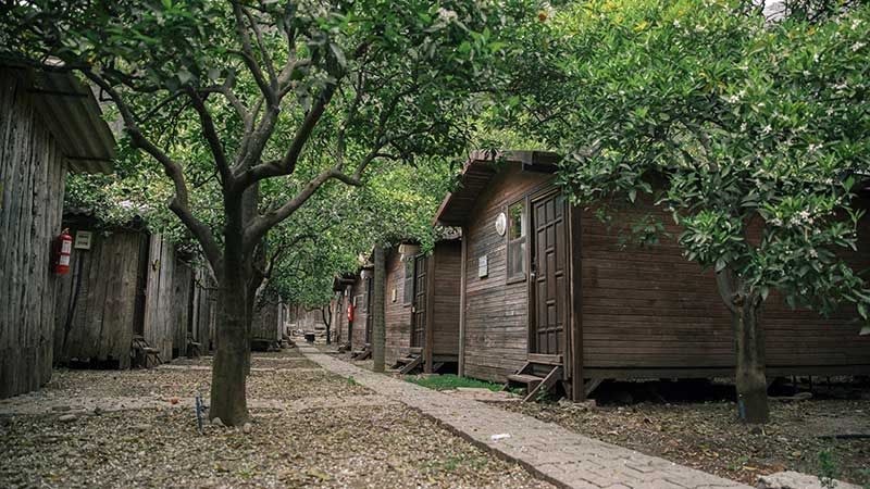 Olimpos Bayrams Tree House