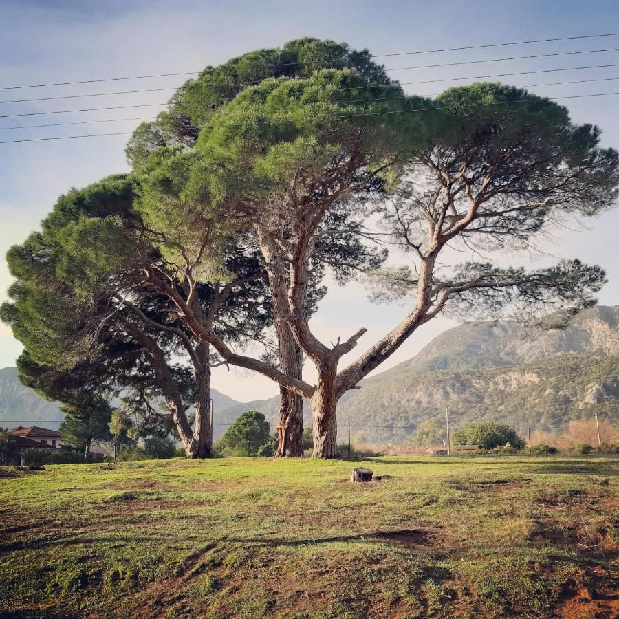 Çıralı Friends Pansiyon & Camping - fotoğraf 7
